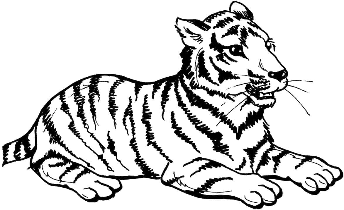 Tigru p4