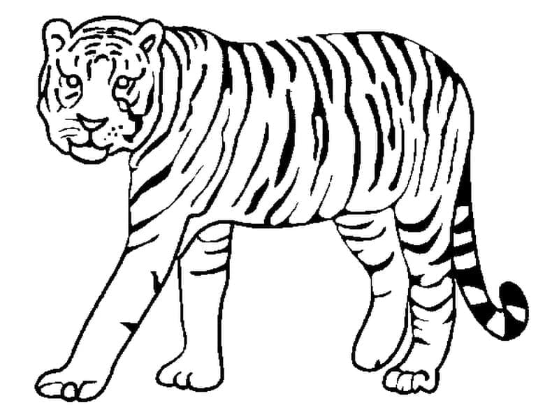 Tigru p9