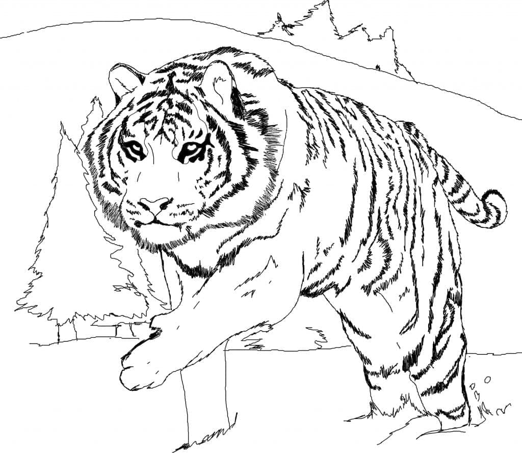 Tigru sălbatic