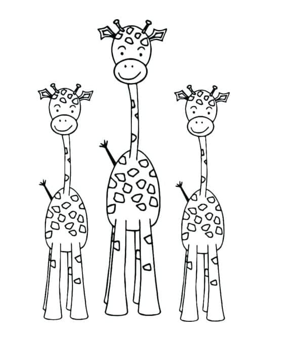 Trei girafe