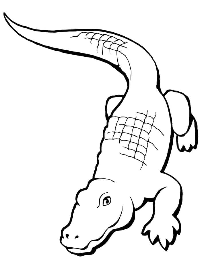 Un aligator simplu