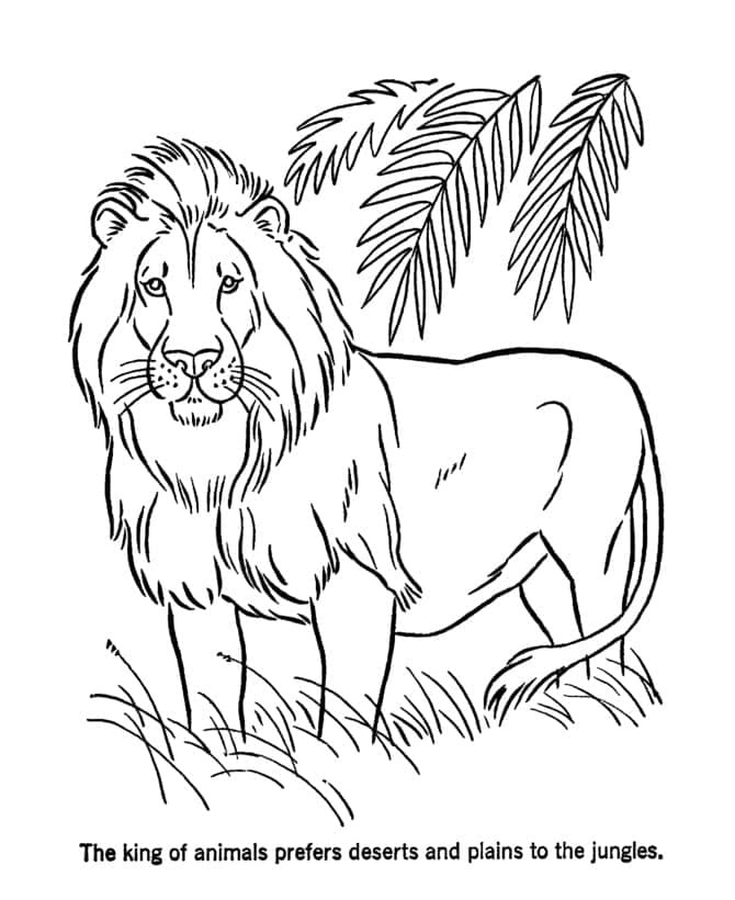 Un leu sălbatic