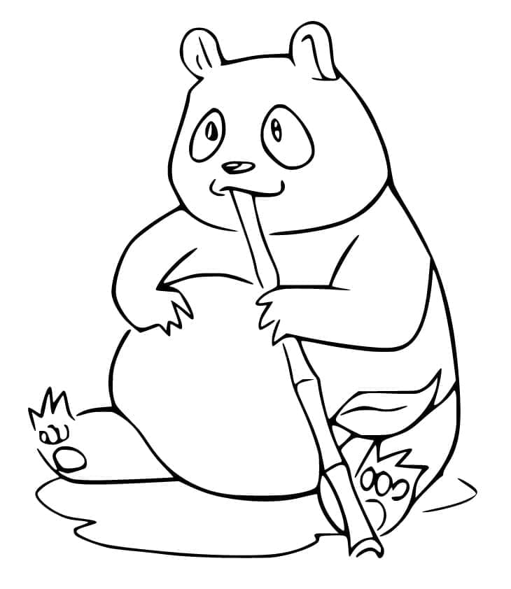 Un panda gras