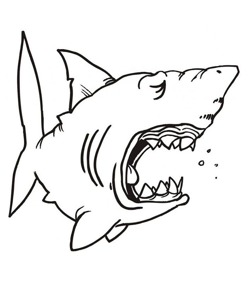 Un rechin flămând