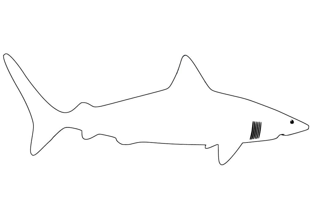 Un rechin foarte simplu