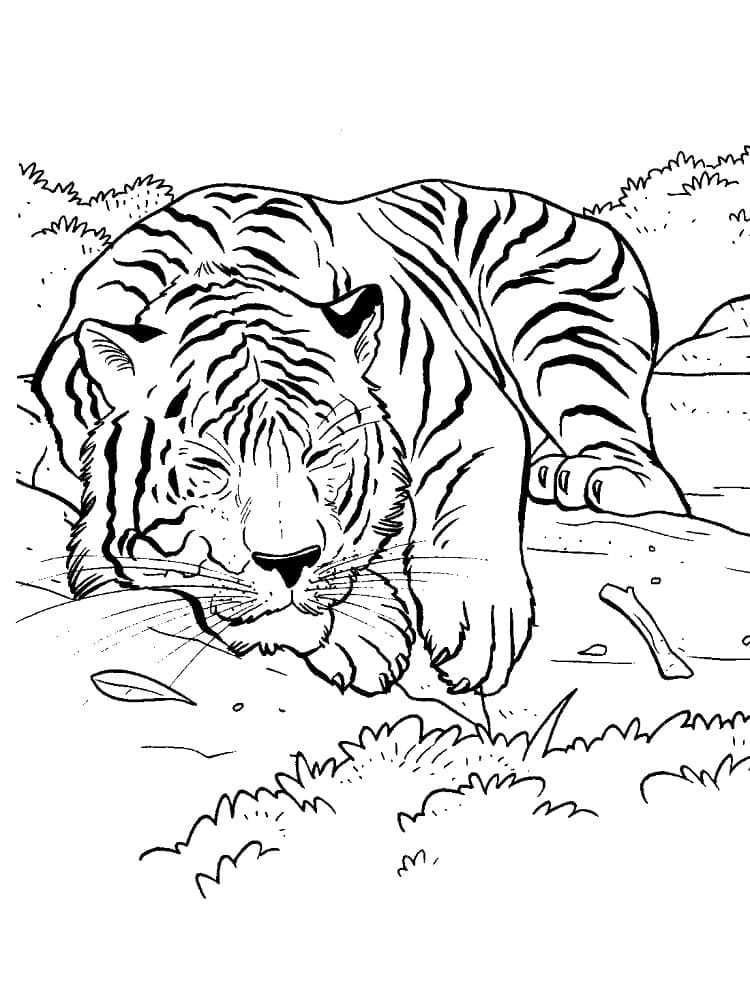 Un tigru adormit