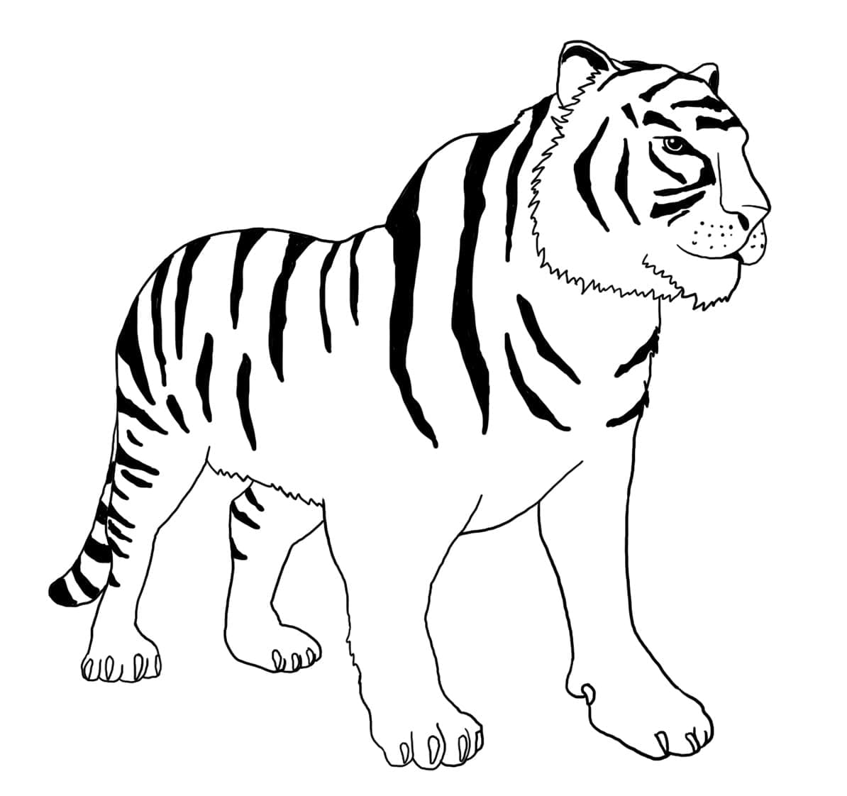 Un tigru foarte simplu