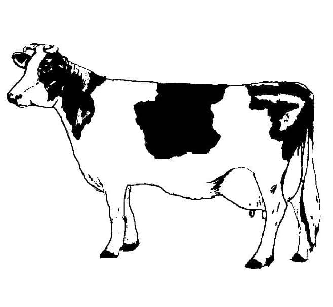 Vaca realistă