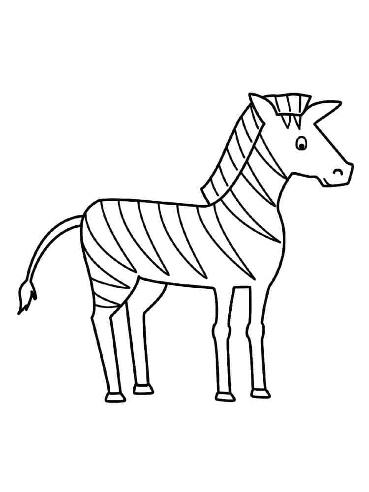 Zebră p15