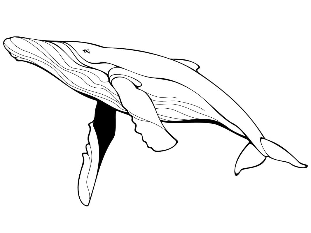 Balene de colorat p02