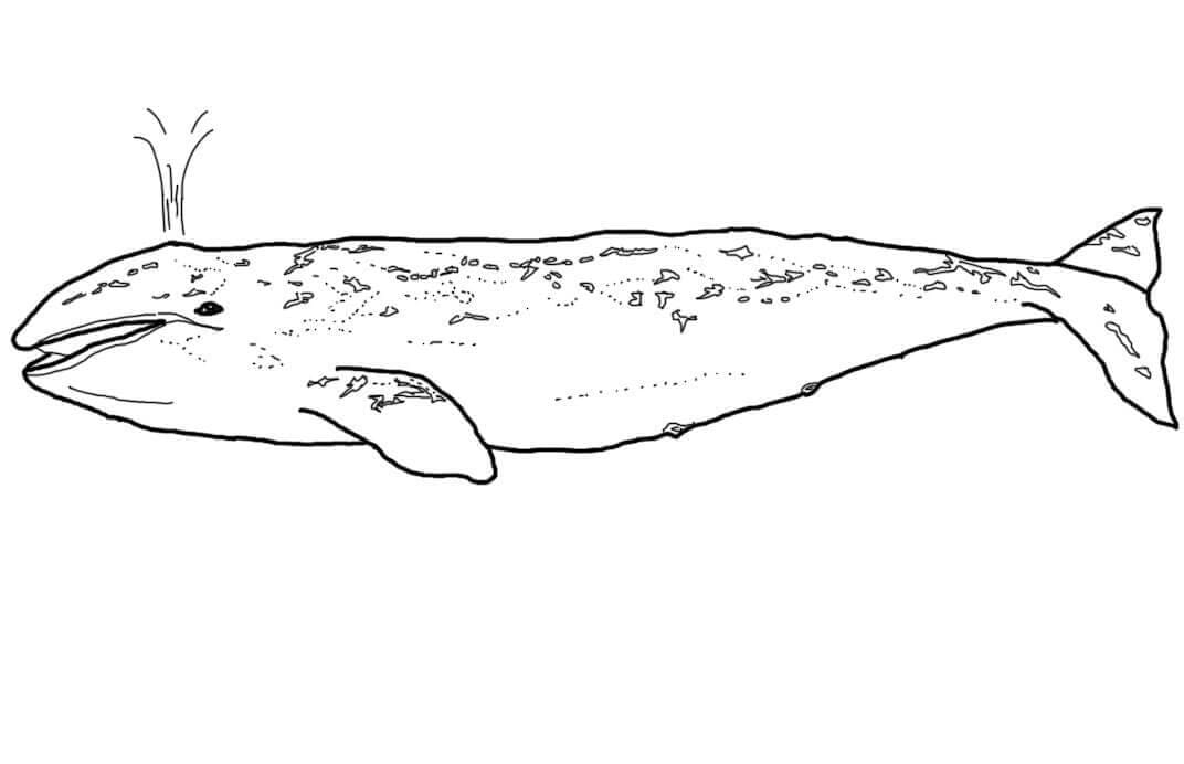 Balene de colorat p04