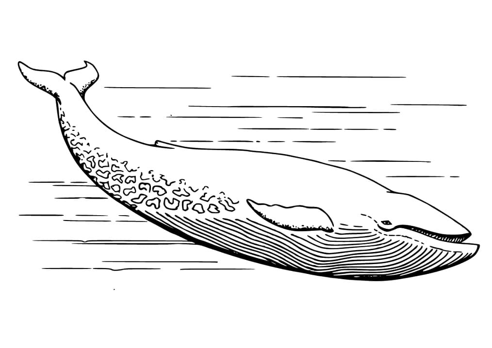 Balene de colorat p08