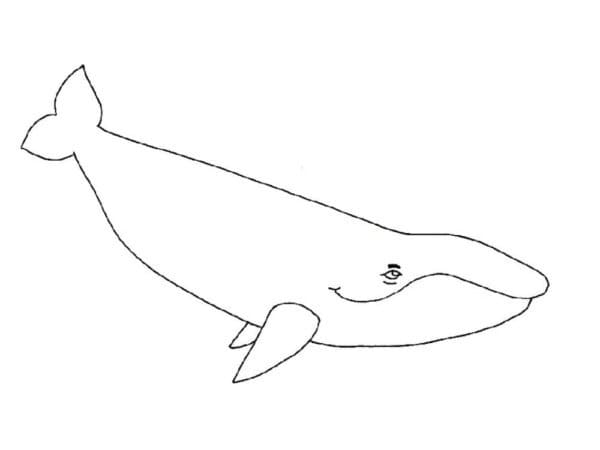 Balene de colorat p36