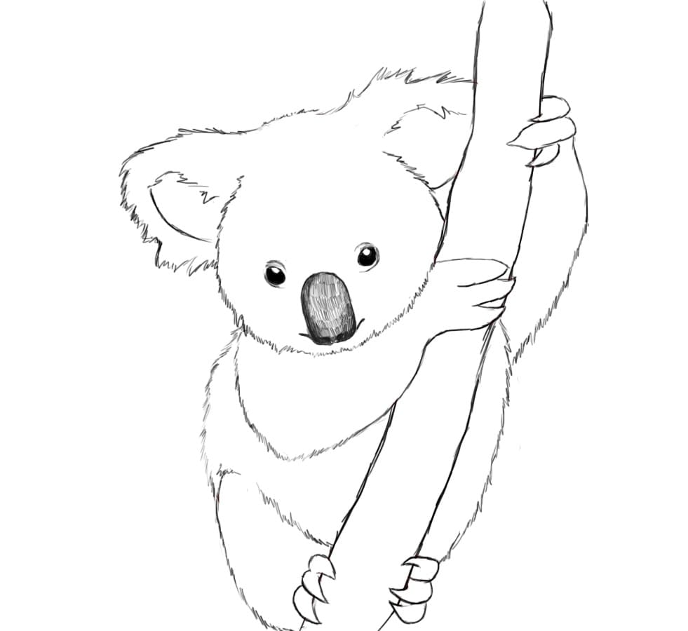 Koala de colorat p20