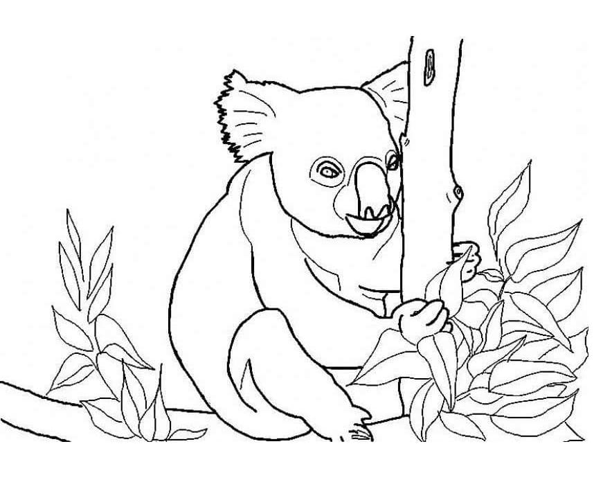 Koala de colorat p29