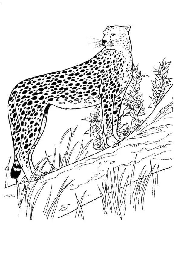 Ghepard de colorat p01