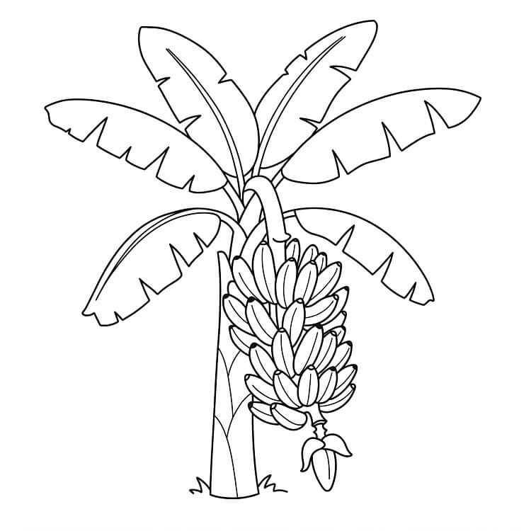 Banana de colorat p35