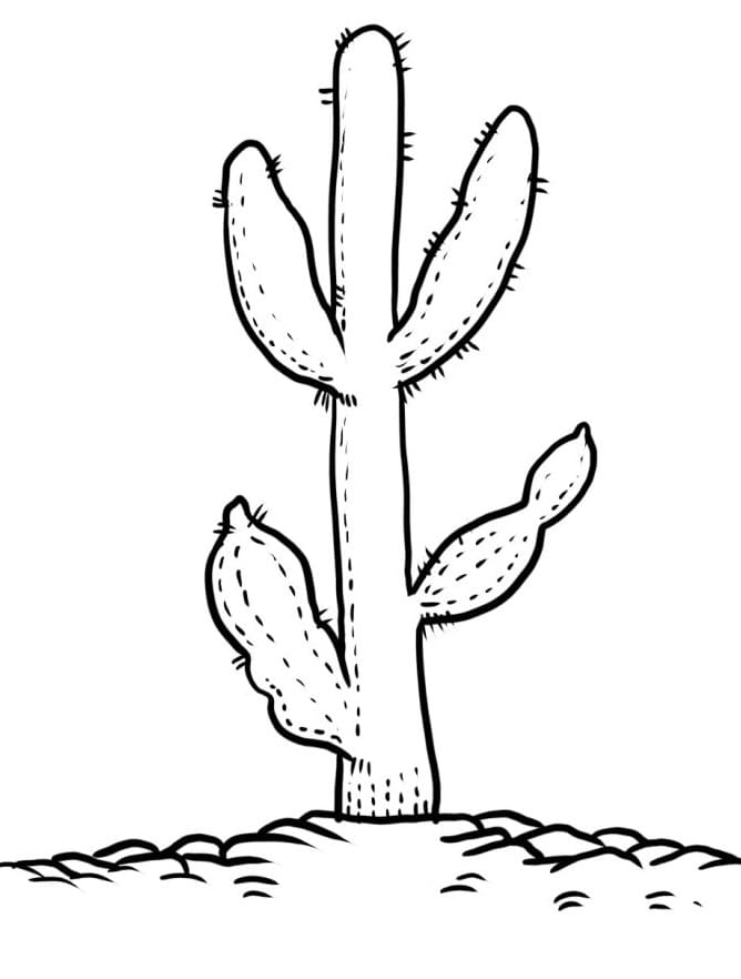 Fise de colorat cu Cactus de colorat p23