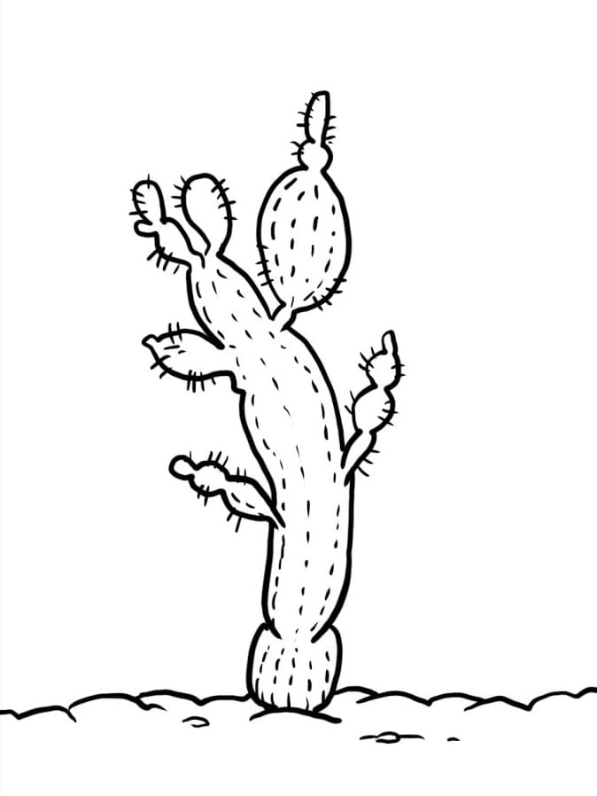 Fise de colorat cu Cactus de colorat p26