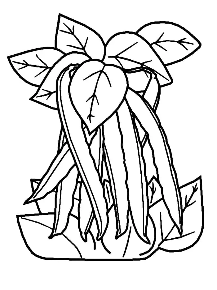 Legume de colorat p07