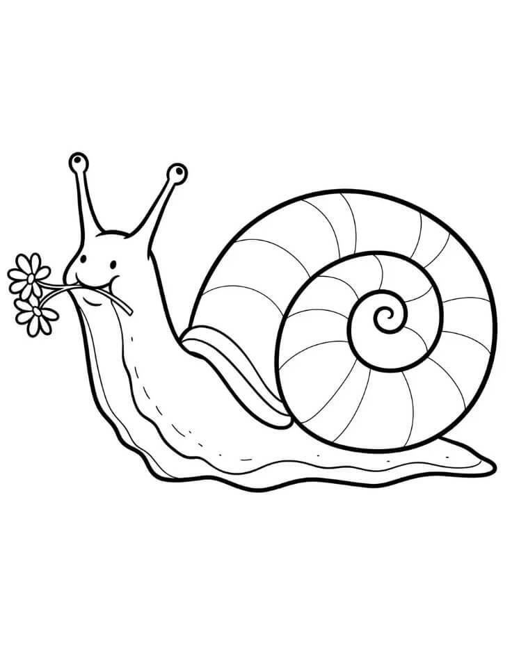 Melci de colorat p36