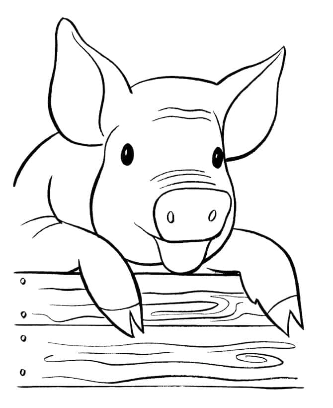 Fise de colorat cu Porc de colorat p01