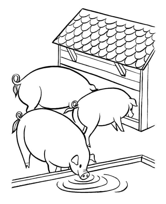 Fise de colorat cu Porc de colorat p05