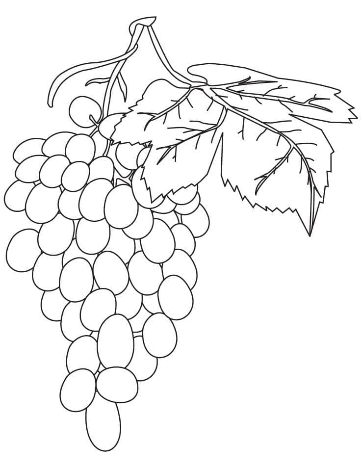Struguri de colorat p01