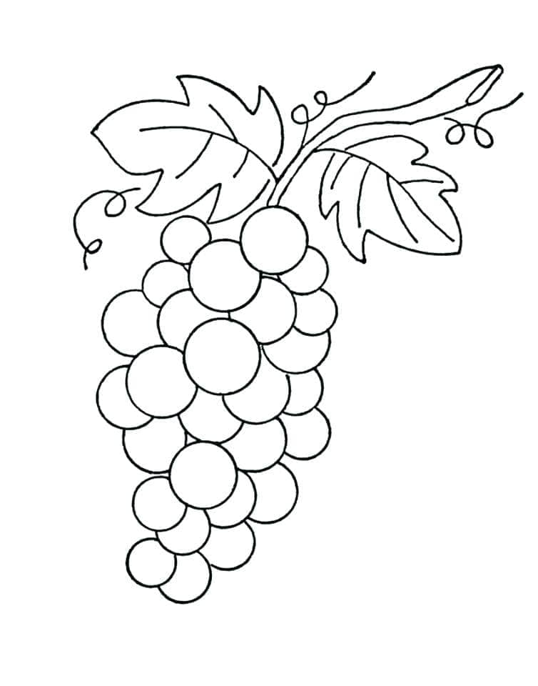Struguri de colorat p04