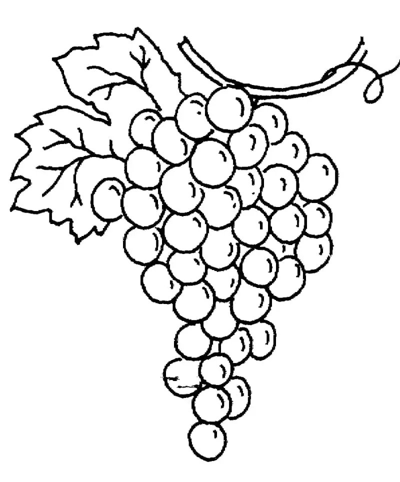 Struguri de colorat p09