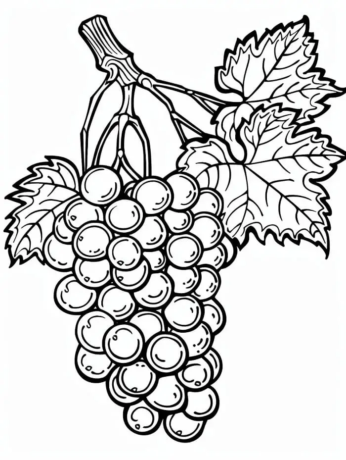 Struguri de colorat p15