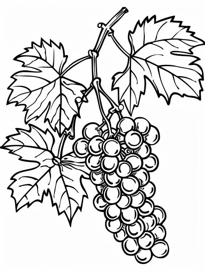 Struguri de colorat p23