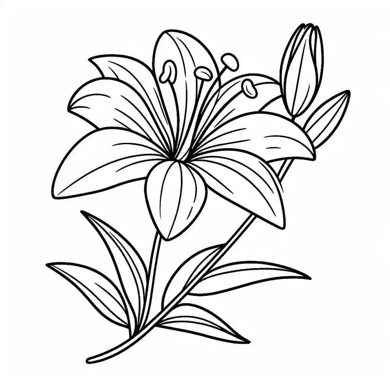 Planse de colorat cu Flori Crini