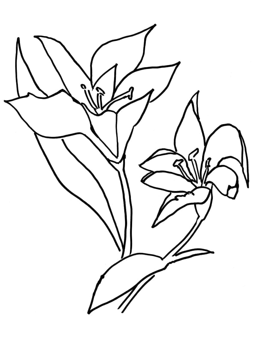 Fise de colorat cu Flori Crini de colorat p02