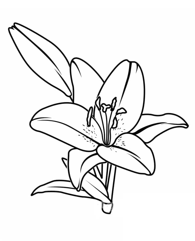 Fise de colorat cu Flori Crini de colorat p03