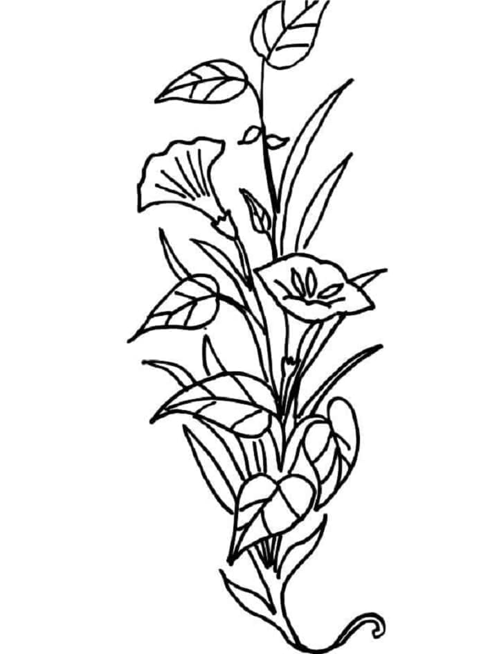 Fise de colorat cu Flori Crini de colorat p04