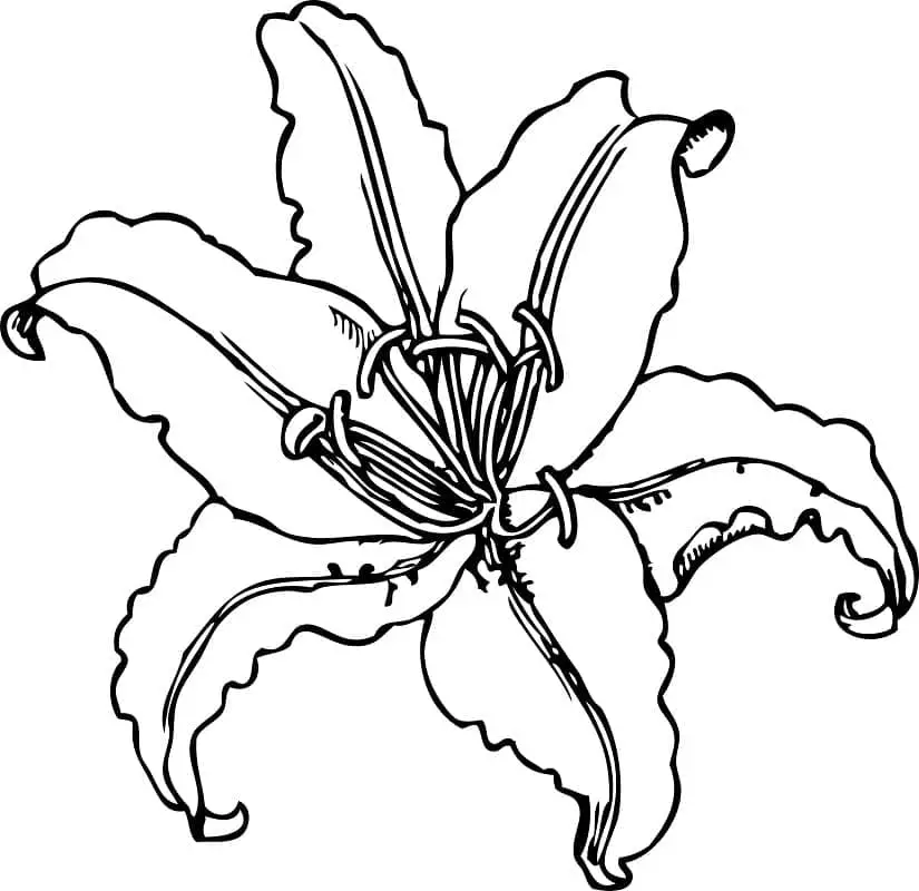 Fise de colorat cu Flori Crini de colorat p08