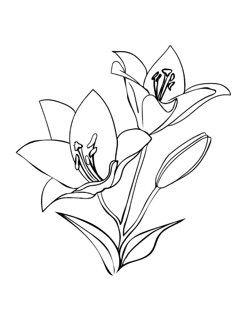 Fise de colorat cu Flori Crini de colorat p09