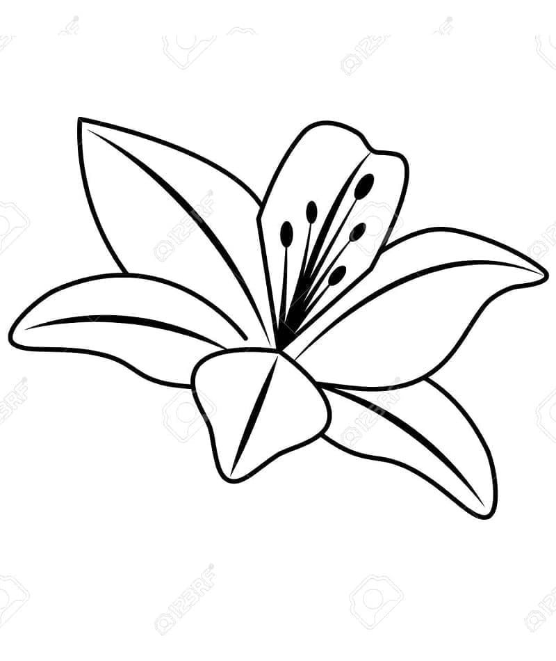 Fise de colorat cu Flori Crini de colorat p12