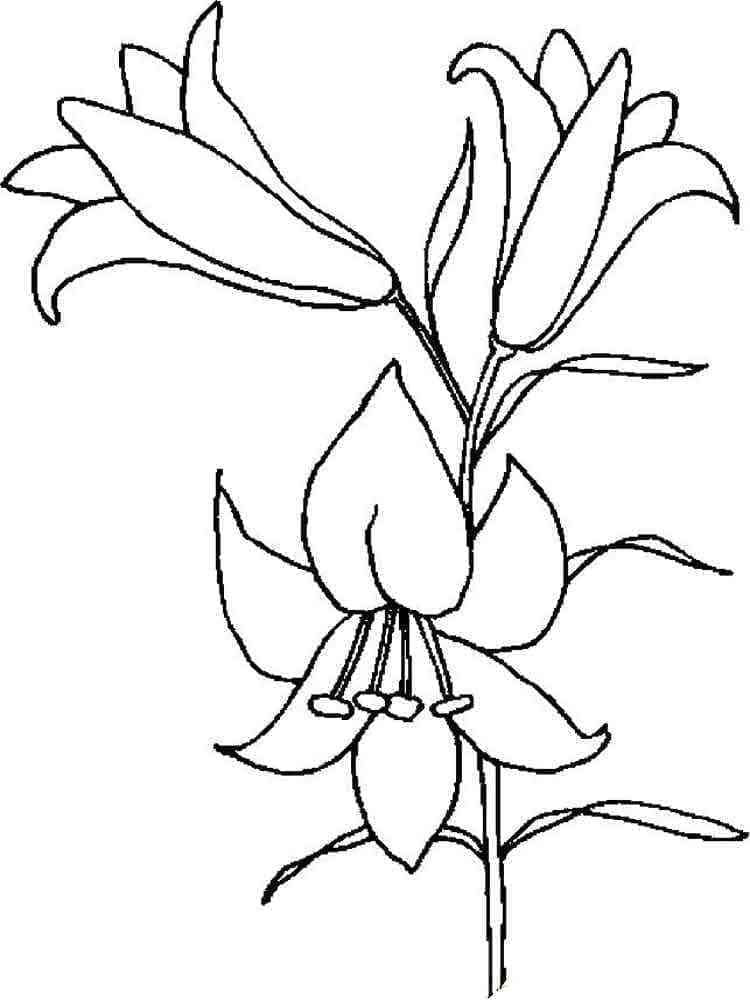 Fise de colorat cu Flori Crini de colorat p20