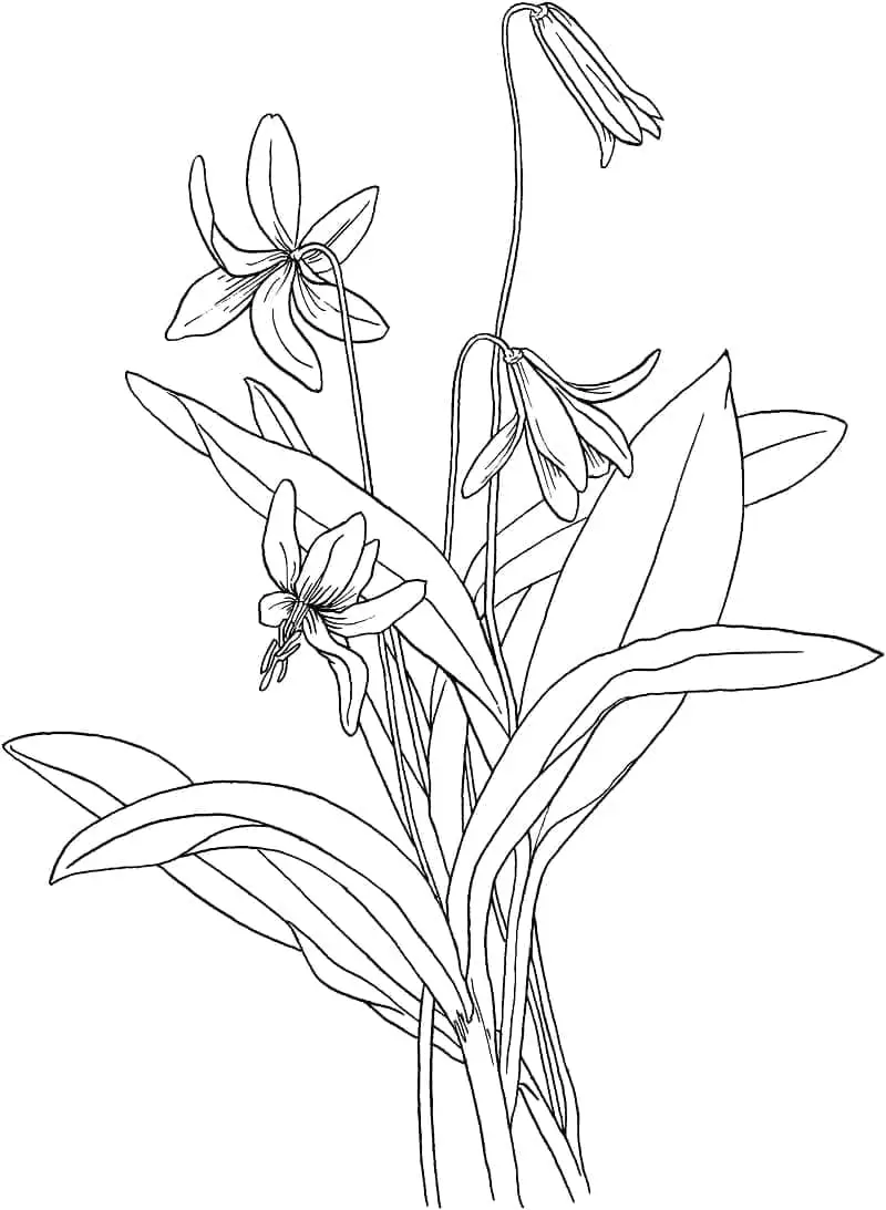 Fise de colorat cu Flori Crini de colorat p27