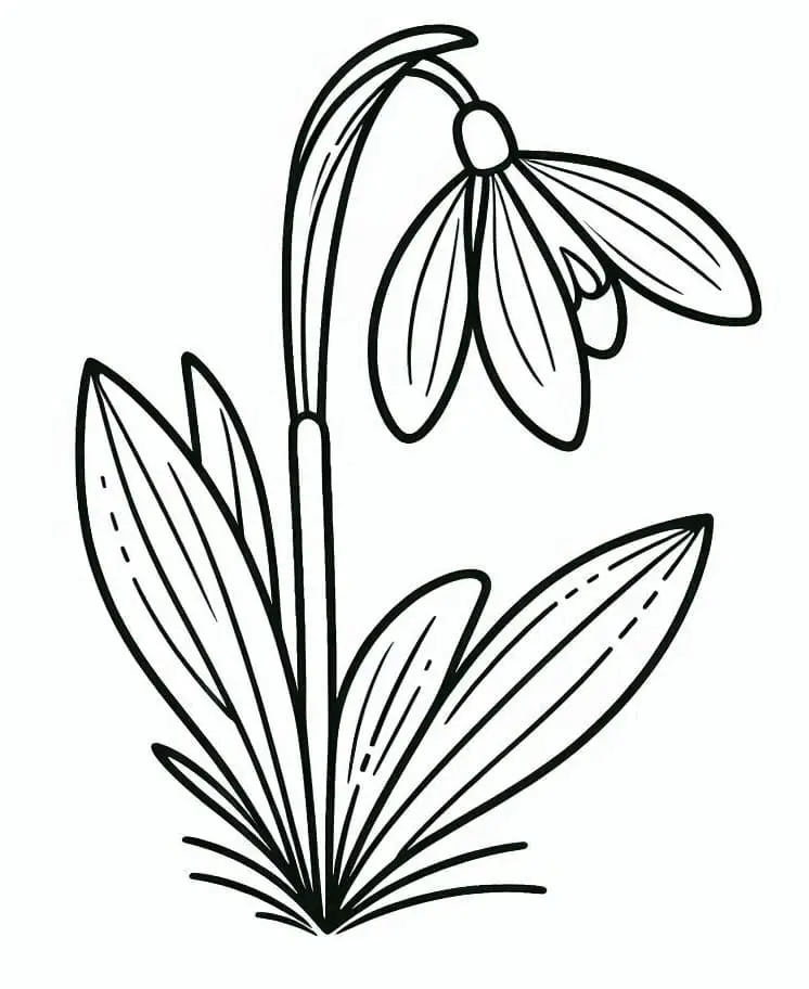Fise de colorat cu Flori Ghiocei de colorat p11