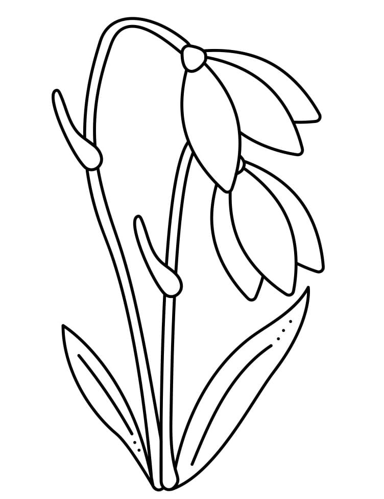 Planse de colorat cu Flori Ghiocei