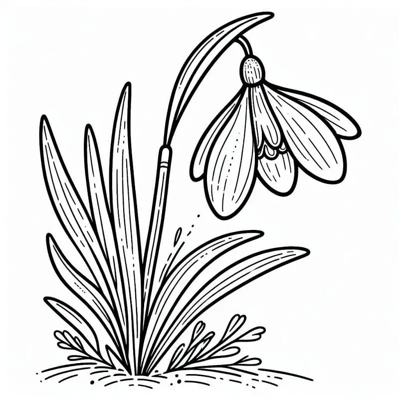 Fise de colorat cu Flori Ghiocei de colorat p22