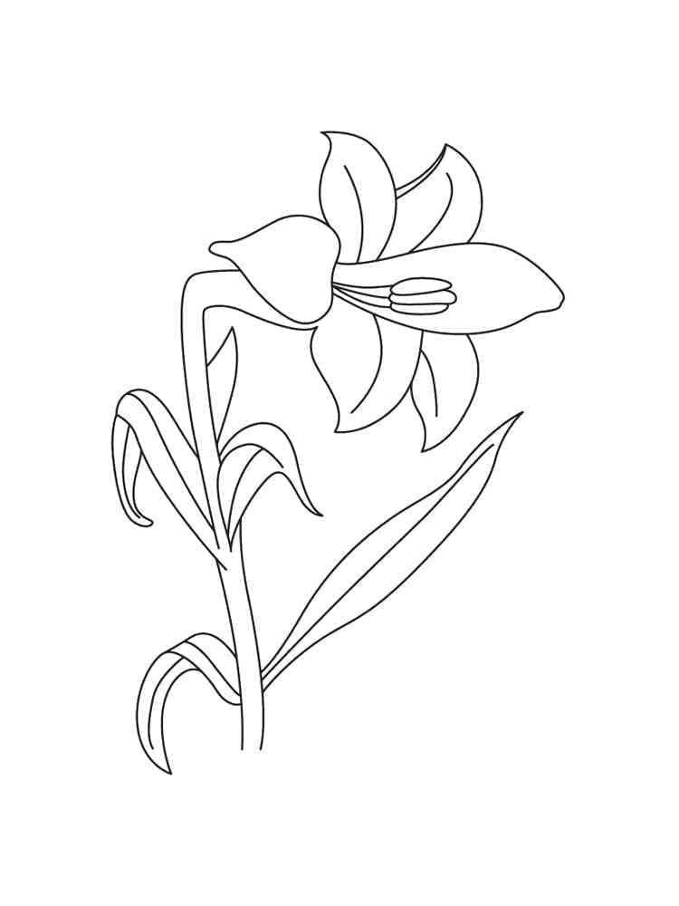 Fise de colorat cu Gratuite Flori Crini Pentru Copii
