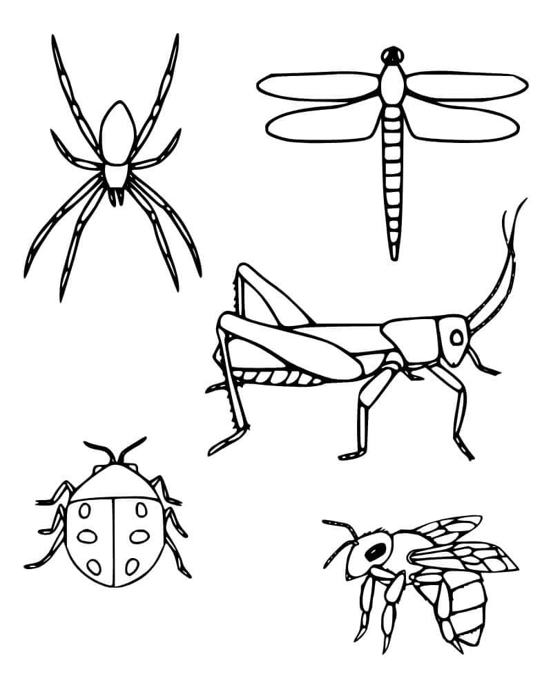 Fise de colorat cu Insecte de colorat p28
