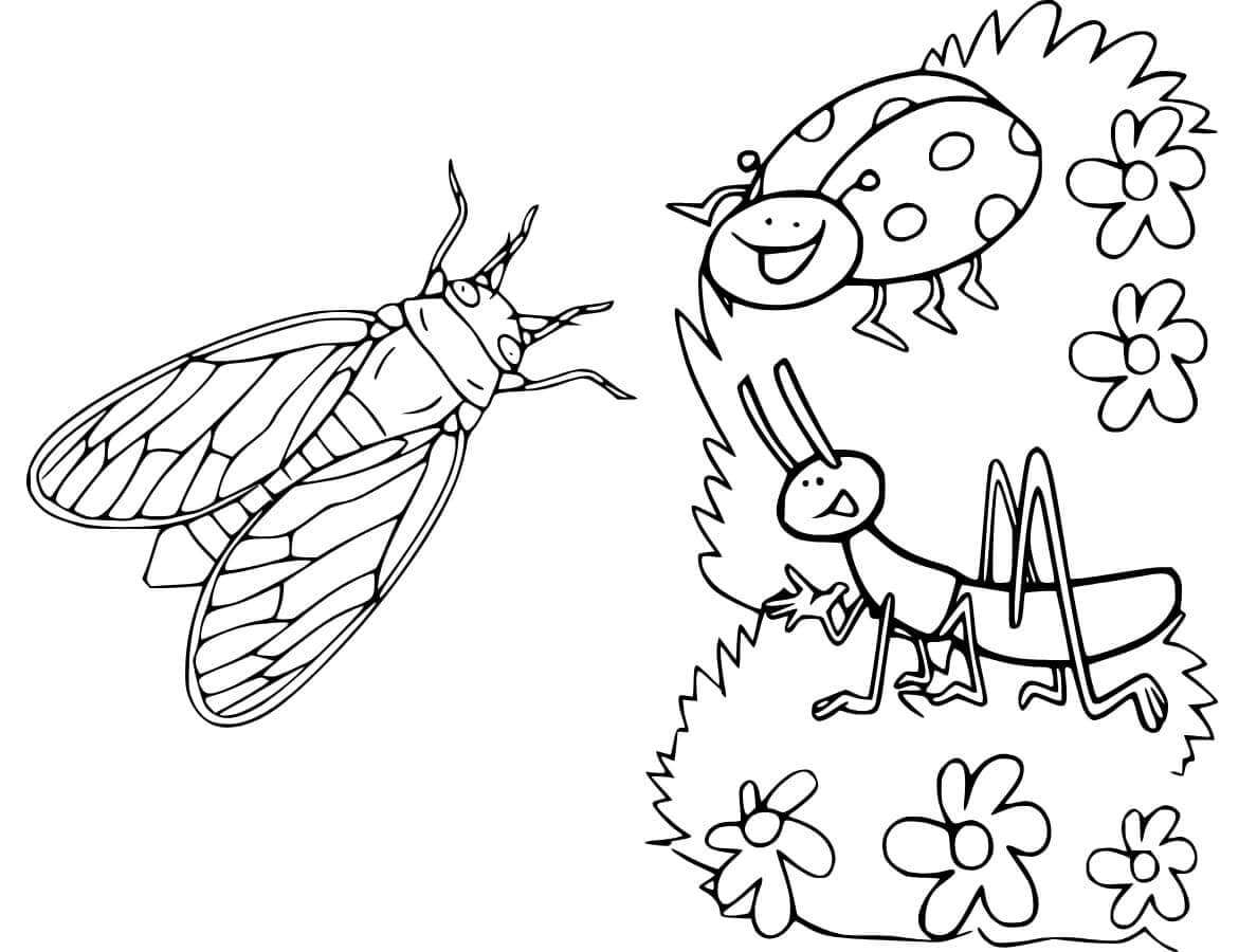 Fise de colorat cu Insecte de colorat p30