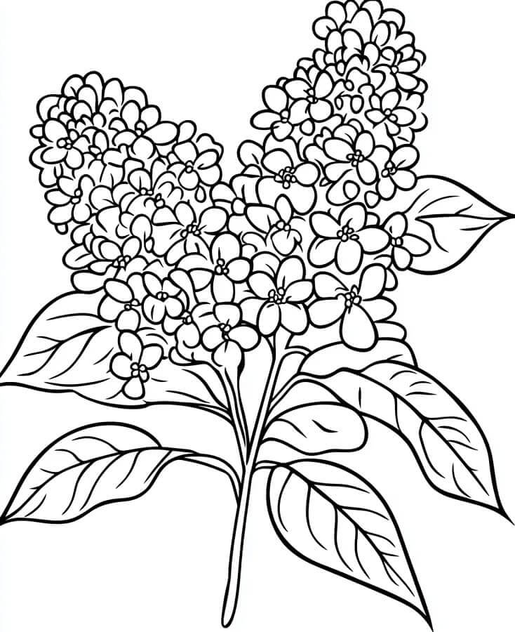 Fise de colorat cu Buchete de Flori de colorat p13