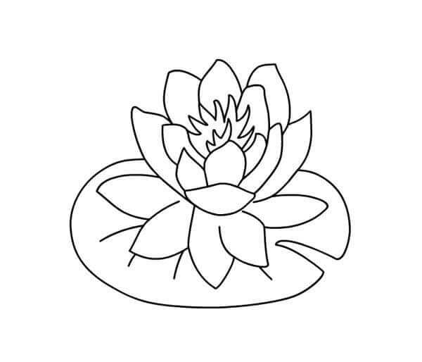 Fise de colorat cu Flori nuferi de colorat p01