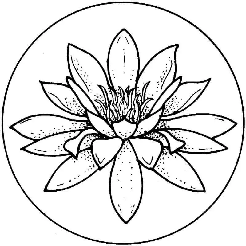 Fise de colorat cu Flori nuferi de colorat p03
